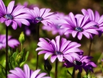 Purple Flowers