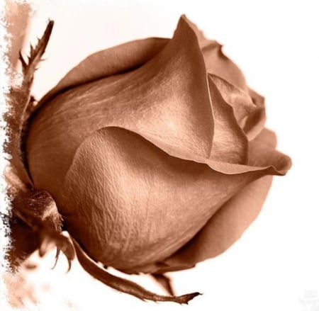 Bronze rose - large, flowers, white, brown, bud, rose, background, bronze