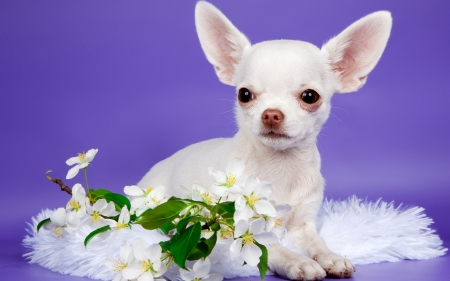 Puppy - catel, white, animal, purple, chihuahua, green, cute, flower