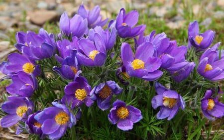 Anemone - anemone, flower, purple, pink, spring, green