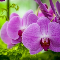 Orchids