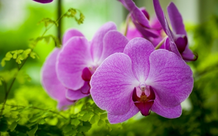 Orchids - orchid, flower, pink, green