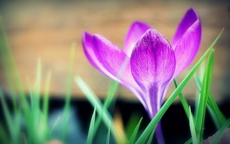 Crocus - flower, pink, spring, crocus, green