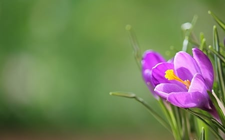 Happy Spring! - flower, pink, spring, crocus, green