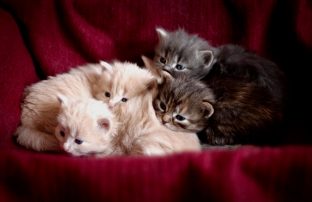 Cozy Place - cute, plaid, sofa, kitten