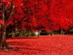 Red Autumn Trees