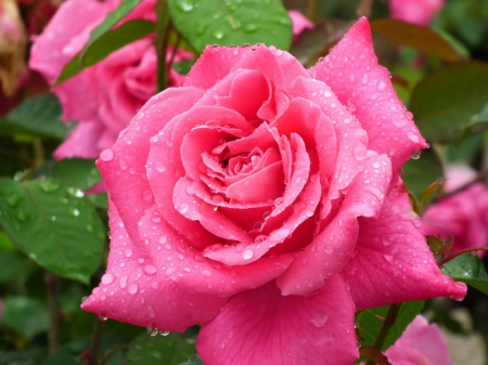 Beautiful Pink Rose - pink, beautiful, wet, dewy, rose