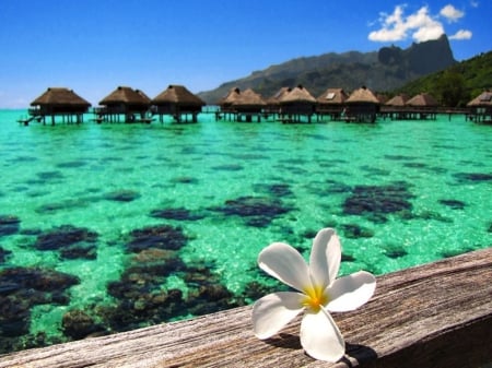 Beach - white, flower, plumeria, beach