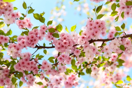 Spring Cherry Blossom - flowers, blossoms, branch, cherry blossoms, Spring