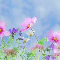 Spring Wild Flowers