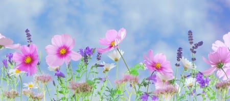 Spring Wild Flowers - wild flowers, sky, clouds, flowers, spring