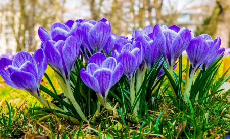 Blue Crocus - nature, crocus, blue, beautiful, flowers