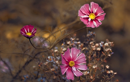 Flowers - flowers, wild, pink, nature