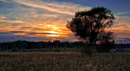 Calm - calm, sunset, feilds, tree