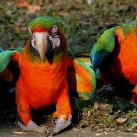 macaws