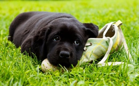 Puppy -  trainers - Puppy, dog, grass, trainers