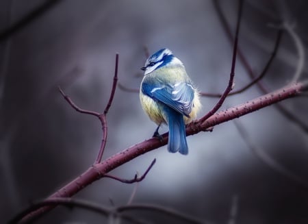 Bird - bird, cute, blue, photography