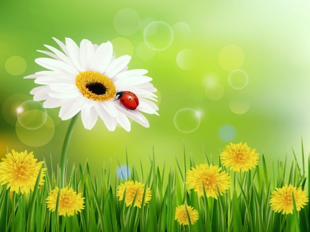 Spring background - background, bubbles, lovely, spring, pretty, ladybird, beautiful, flowers, daisies, grass