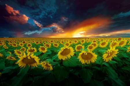 Denver sunflowers - landsacape, sky, sunflowers, sunset, field, lovely, amazing, fiery, beautiful, denver, photo