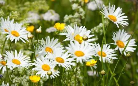 Meadow daisies - summer, beautiful, spring, grass, meadow, lovely, freshness, flowers, daisies, field