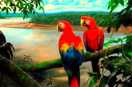 parrot love - tropical, beach, island, parrot, love