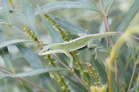 Pretty Green Anole - Pretty, Lizard, Green Thing, Green Anole