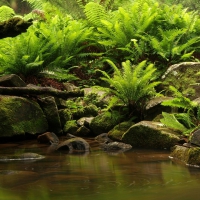 Greenery in Rocky Swamp