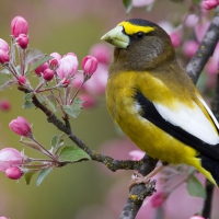 Spring Bird