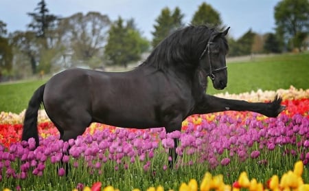 Beautiful - flowers, nature, horse, beautiful