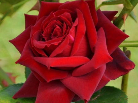 Rose - red, flower, background, drops, rose, petals, bud