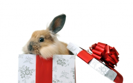 Happy Easter! - gift, easter, bunny, white, rabbit, box, bow, red, animal, sweet, cute