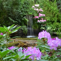 Spring Waterfall~Butchart Gardens