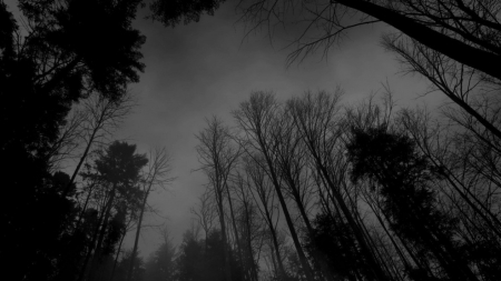 Dark forest - hd, dark, forest, 1366x768