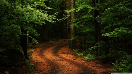 Forest path - path, 1366x768, HD, forest