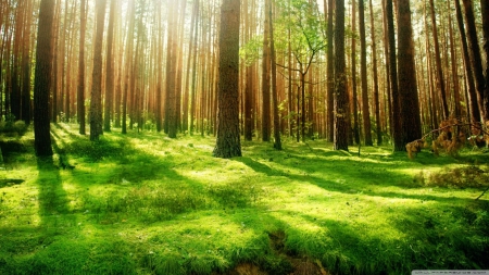 Light forest - 1366x768, green, lime, HD, forest, tree