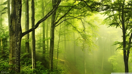 Forest - hd, green, forest, 1366x768