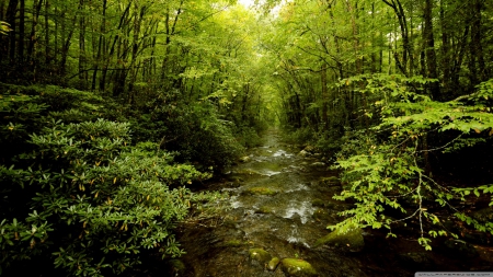 Young forest - 1366x768, HD, forest, green