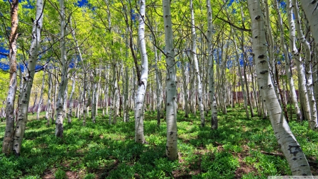 Birch forest - birch, hd, forest, 1366x768