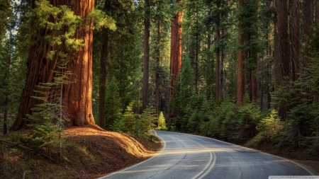 Road in a pine forest - 1366x768, road, pine, HD, forest