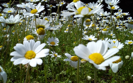 Daisyland - white, nature, yellow, flowers, daisies, spring