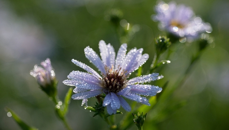 Drops of water - drop, flower, water, amazing