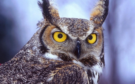 owl - face, owl, portrait, bird