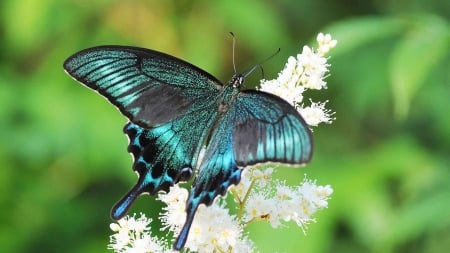 Bright Butterfly - flower, butterfly, animals, blue, colorful