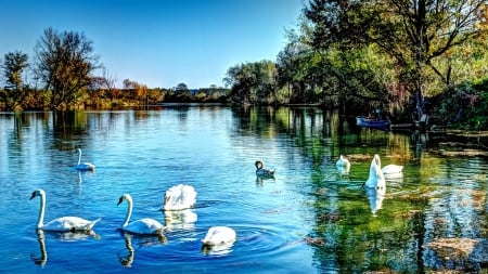 SWANS at LAKE - nature, sky, lake, swans, landscape, clouds, water, splendor