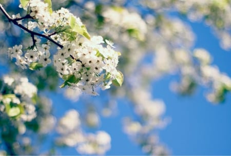 SPRING FLOWERS - blossoms, splendor, spring, petals, blooming, flowers, nature, seasons, branchs