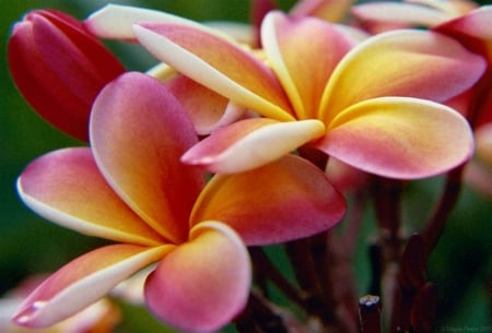 Plumeria - flowers, nature, pink, plumeria