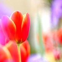 BRIGHT TULIPS