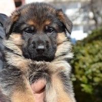 german shepherd