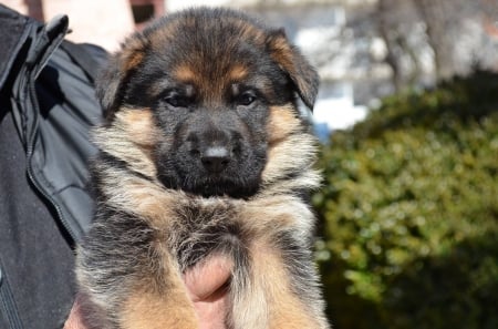 german shepherd - police, war dog, dog, german shepherd