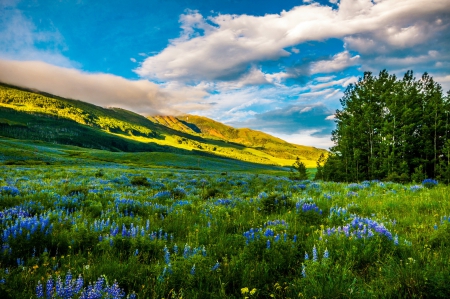 Beautiful Evening - flowers, sunlight, trees, blue, beautiful, evening, shadow, mountain